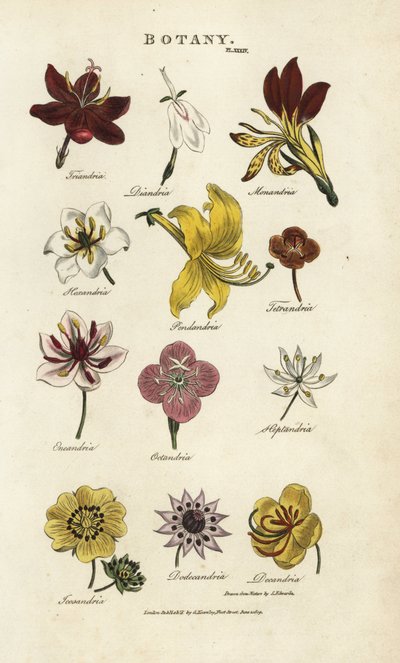 Soorten bloemen: Triandria, Diandria, Haskatria, Pendandria, Tetrandria, enz. door Sydenham Teast Edwards