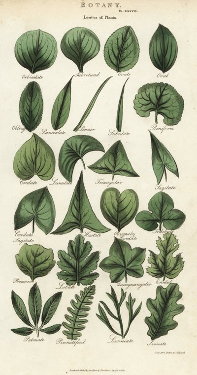 Soorten bladeren van planten. Handgekleurde kopergravure naar Sydenham Edwards uit John Mason Good