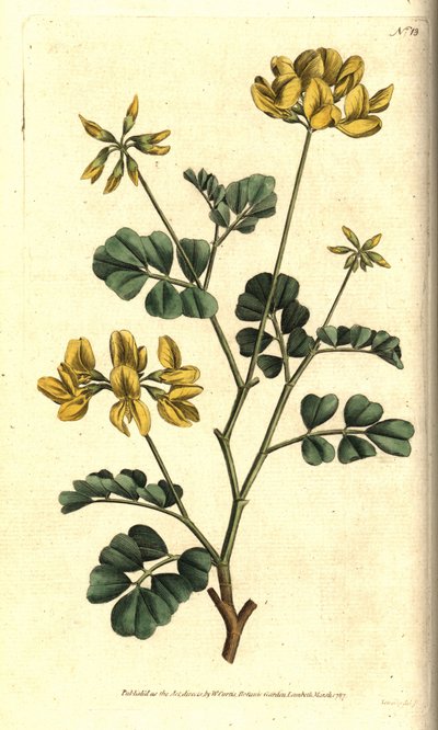 Valencia Coronilla - Schorpioenwikke, Coronilla valentina subsp. glauca (Zeegroene of daggeurende coronilla, Coronilla glauca). Handgekleurde kopergravure naar een botanische illustratie door Sydenham Edwards uit William Curtis