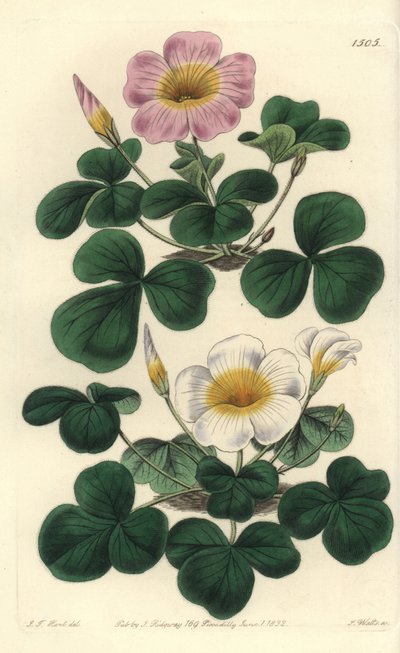 Variabele oxalis, Oxalis variabilis (Oxalys purpurea) door Sydenham Teast Edwards