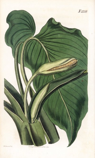 Variété de calla ou arum - Aromatische calla, Homalomena aromatica (Calla aromatica). Handgekleurde kopergravure door Weddell naar een illustratie door Sydenham Edwards uit Samuel Curtis