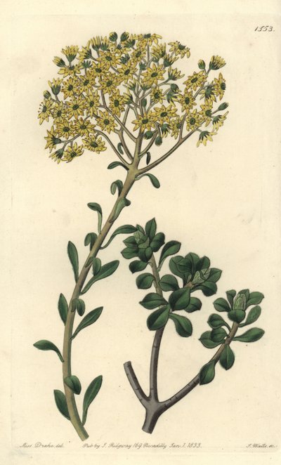 Variëteit van huislook, Sempervivum villosum door Sydenham Teast Edwards