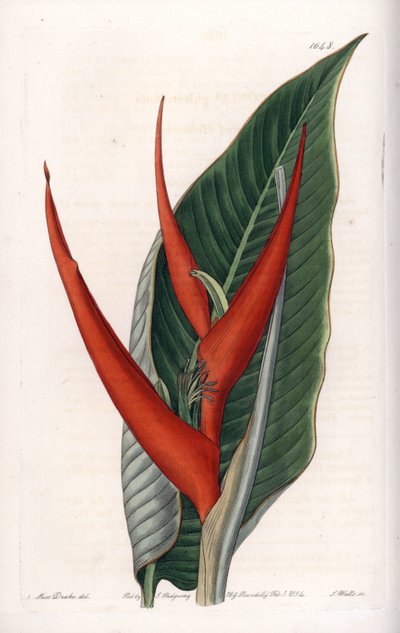 Variëteit van heliconia (zogenaamde bloemige) - Plaat gegraveerd door S.Watts, gebaseerd op een illustratie van Sarah Anne Drake (1803-1857), uit het Botanical Register van Sydenham Edwards (1768-1819), Engeland door Sydenham Teast Edwards