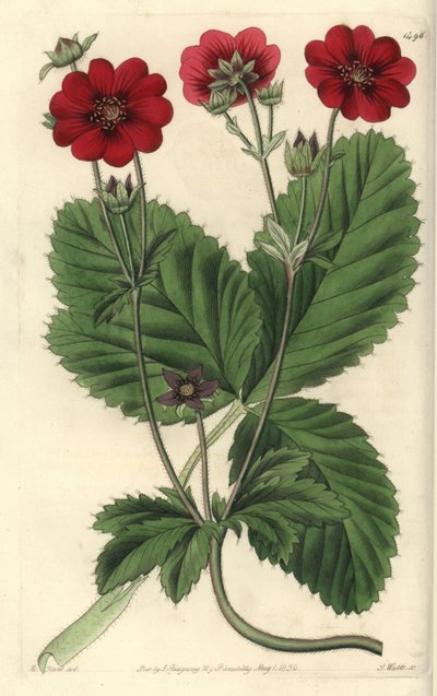 Variëteit van Cinquefoil, uit het Botanical Register door Sydenham Teast Edwards