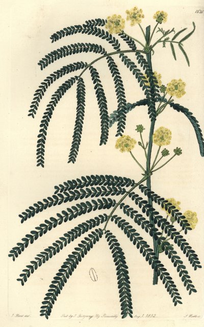 Varieteit van acacia - Varenbladige acacia, Acacia pentadenia door Sydenham Teast Edwards