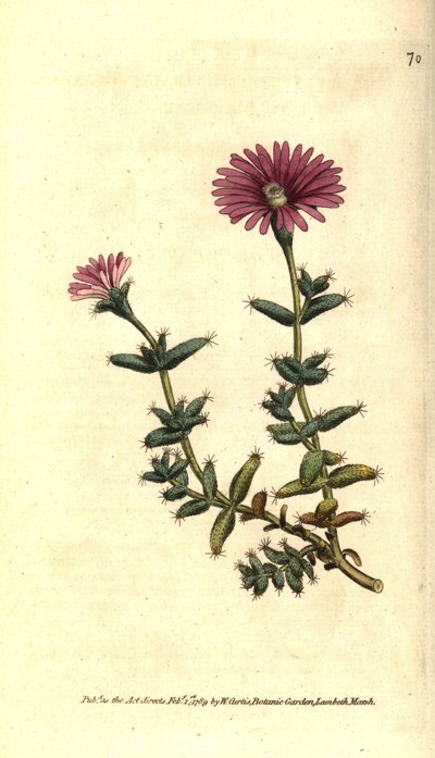 Mesembryanthemum barbarum door Sydenham Teast Edwards