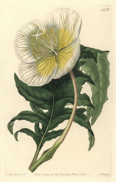 Variëteit van teunisbloem - Witte rechtopstaande teunisbloem, Oenothera anisoloba door Sydenham Teast Edwards
