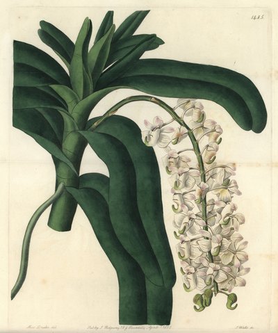 Jamaicaanse zalf orchidee door Sydenham Teast Edwards