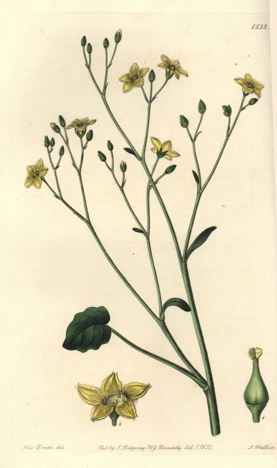 Ornduffia reniformis door Sydenham Teast Edwards