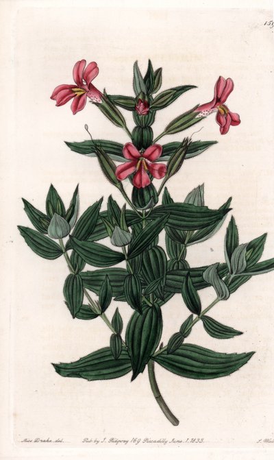 Verscheidenheid van mimule (aap of muskusbloem) door Sydenham Teast Edwards