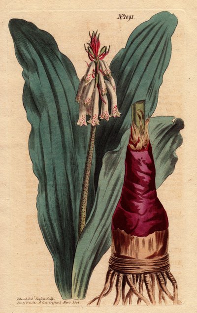 Veltheimia heeft glaucus blad, een mooie lelie uit de Kaap de Goede Hoop (Zuid-Afrika). Glaucous leaved veltheimia, een mooie lelie uit de Kaap de Goede Hoop. Veltheimia glauca. Handgekleurde kopergravure naar een botanische illustratie door Sydenham Teast Edwards