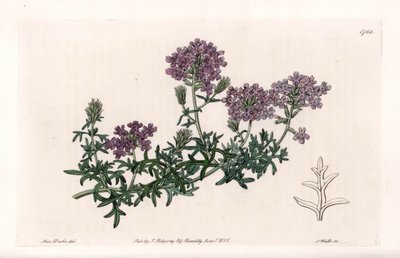 Verbena multifide door Sydenham Teast Edwards