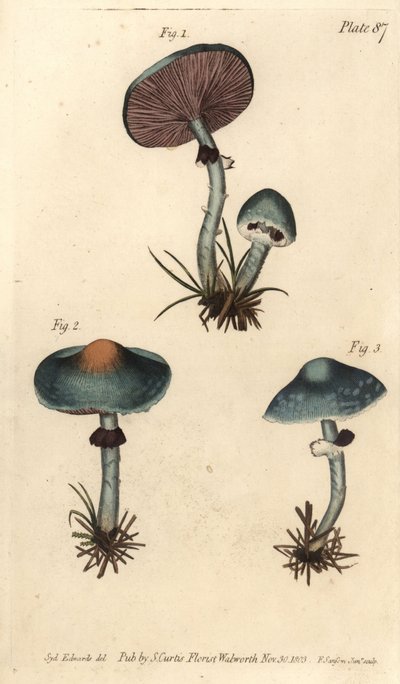 Groene zwam of groene agaric, Stropharia aeruginosa, Fungi, Cryptogamia door Sydenham Teast Edwards