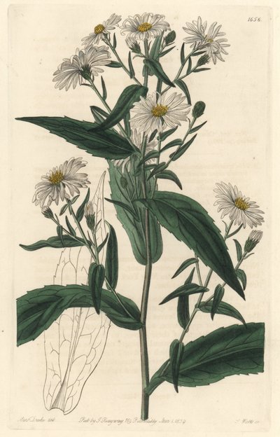Virginische Aster of Oogstbloem door Sydenham Teast Edwards