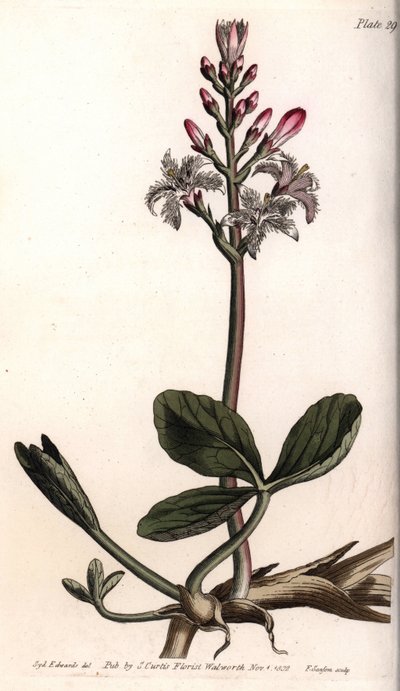 Watertrefle of menyanthes watertrefle. Gekleurde kopergravure, illustratie door Sydenham Edwards voor Conferences of Botanical, Botanical Garden of Lambeth door Sydenham Teast Edwards