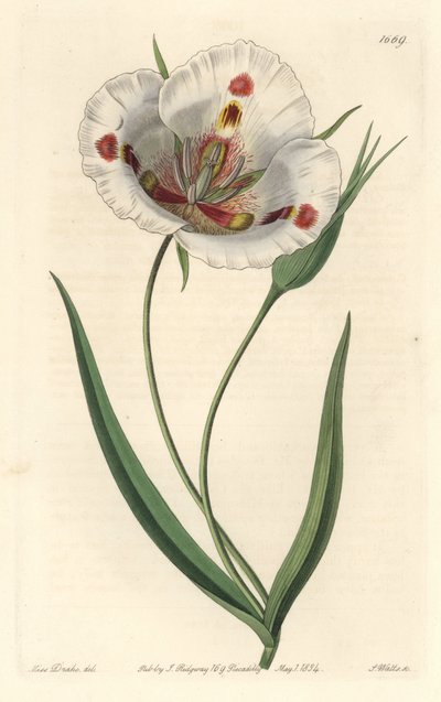 Witbloemige calochorte (mariposa), inheems in Californië door Sydenham Teast Edwards