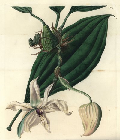 Witte orchidee varieteit - Stanhopea grandiflora orchidee (Ivory-lipped stanhopea, Stanhopea eburnea) door Sydenham Teast Edwards