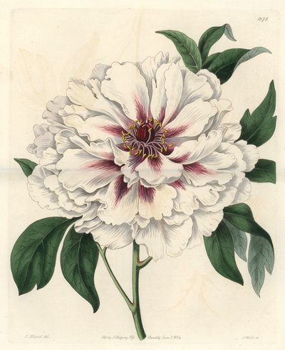 Witte struikpioen, uit het Botanical Register door Sydenham Teast Edwards