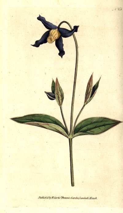 Clematis integrifolia door Sydenham Teast Edwards