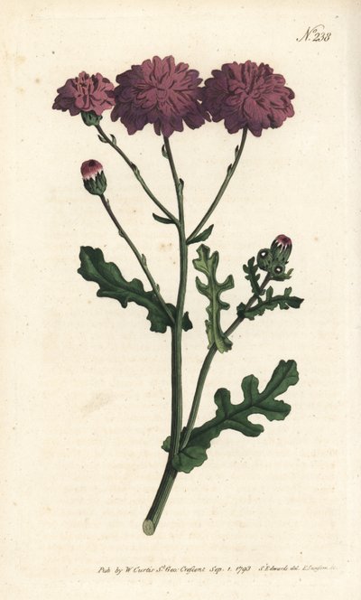 Wilde cineraria - uit William Curtis