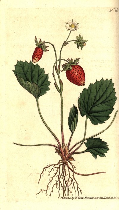 Wilde aardbei, Fragaria vesca door Sydenham Teast Edwards