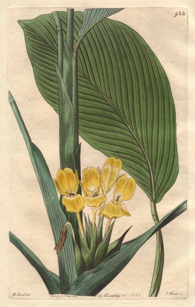 Gele-bloemige calathea, inheems in Brazilië - S. Watts sterke water uit een illustratie door M. Mart, uit het Botanical Register door Sydenham Teast Edwards