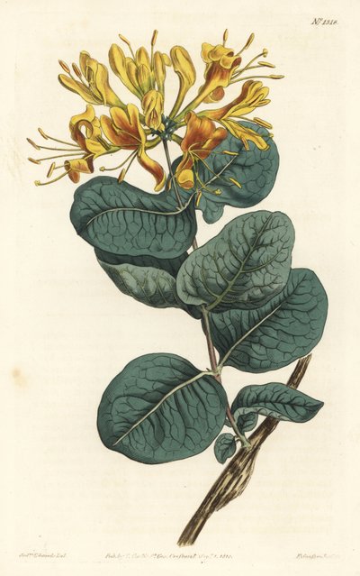 Geelbloemige kamperfoelie, uit het Botanical Magazine door Sydenham Teast Edwards