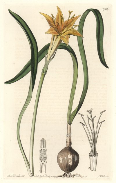 Gele pyrolirion (Amaryllis arvensis), afkomstig uit Peru - Sterk water door S. Watts naar een illustratie van Sarah Anne Drake (1803-1857), uit het Botanical Register door Sydenham Teast Edwards