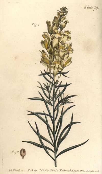 Gele leeuwenbek of snapdragon, Antirrhinum majus, Angiospermia door Sydenham Teast Edwards