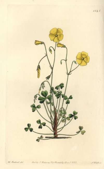 Gele klaverzuring, Oxalis micrantha door Sydenham Teast Edwards
