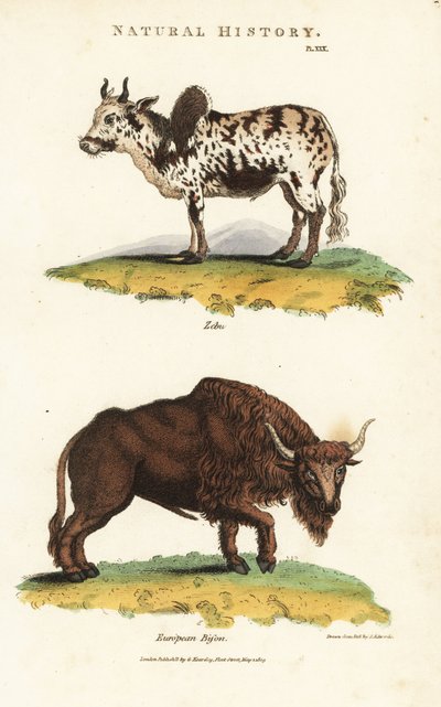 Zebu en bizon - Zebu humped cattle, Bos indicus, en Europese bizon, Bison bonasus door Sydenham Teast Edwards