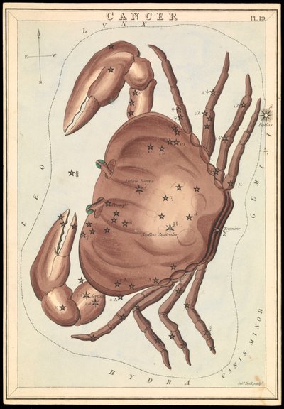 Kreeft, ca. 1825 door Sydney Hall