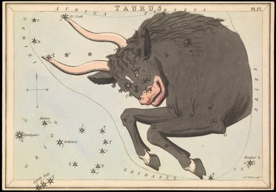 Stier, ca. 1825 door Sydney Hall