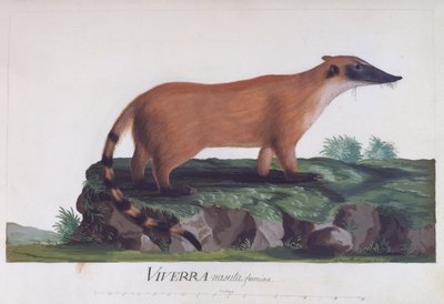 Vrouwtje van Viverra nasuta, gekleurde gravure door Sidney Parkinson door Sydney Parkinson