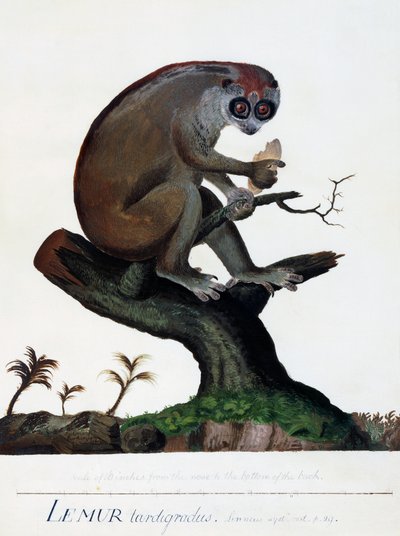 Lemur tardigradus door Sydney Parkinson