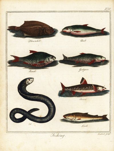 Vissen: bot, kopvoorn, voorn, bermpje, beekridder, paling, modderkruiper. 1792 door T. Prattent