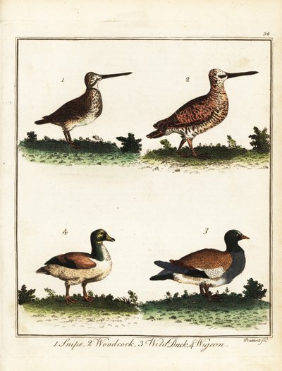 Wildvogels: watersnip, houtsnip, wilde eend en smient. 1792 (gravure) door T. Prattent