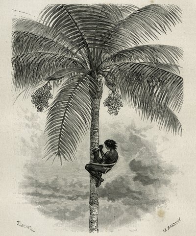 De oogst van de was van de ceroxylon palm, in Quindio (Colombia), gravure door Taylor en Ferdinandus, ter illustratie van het verhaal L