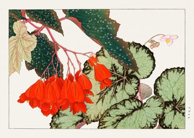 Cracklin Rosie Begonia bloem van "Seiyou Sokazufu". door Tanigami Konan