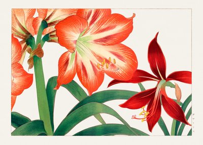 Vintage amaryllisbloem van "Seiyou Sokazufu". door Tanigami Konan