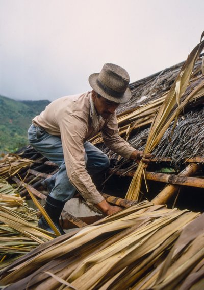 Een Colombiaanse boer dekt zijn dak met suikerrietbladeren - nabij Pamira, Colombia door Ted Spiegel