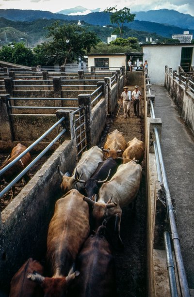 Vee arriveert bij de corral van Palmira, Colombia door Ted Spiegel