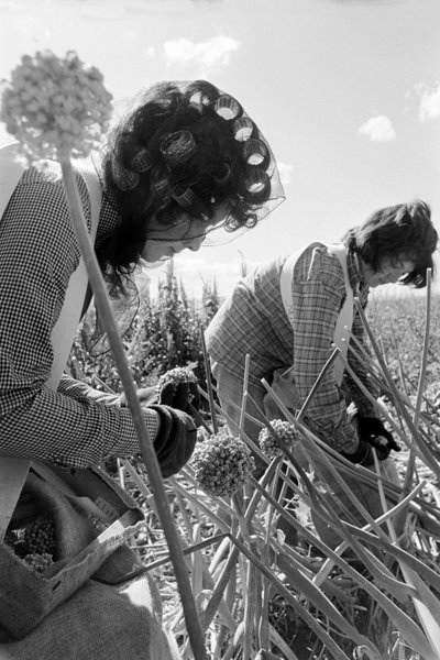 Familieboer Ed Ker op A.M. Ker Ranch is een agrarische pionier die alfalfa verbouwt door Ted Spiegel