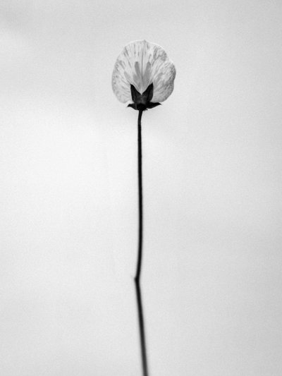 Te midden van de bloemen 26 door Teis Albers