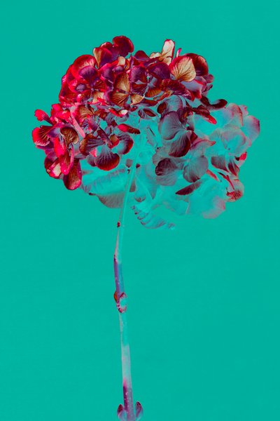 Hortensia door Teis Albers