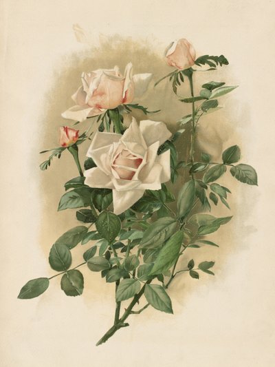 Hertogin van Vallombrosa-rozen door Thaddeus Welch