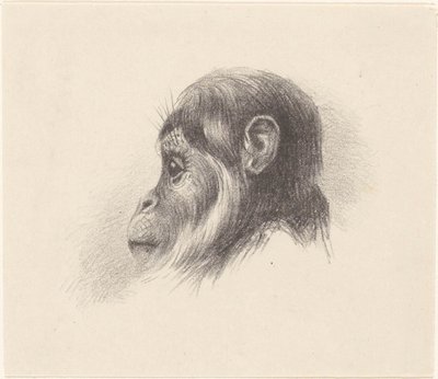 Apenkop door Theo van Hoytema