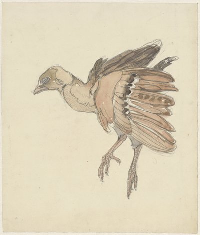 Dood vogeltje (patrijs?) door Theo van Hoytema