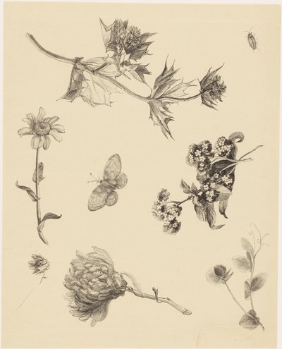 Bloemen en bladeren door Theo van Hoytema