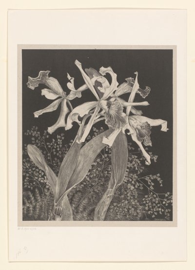 Orchideeën door Theo van Hoytema